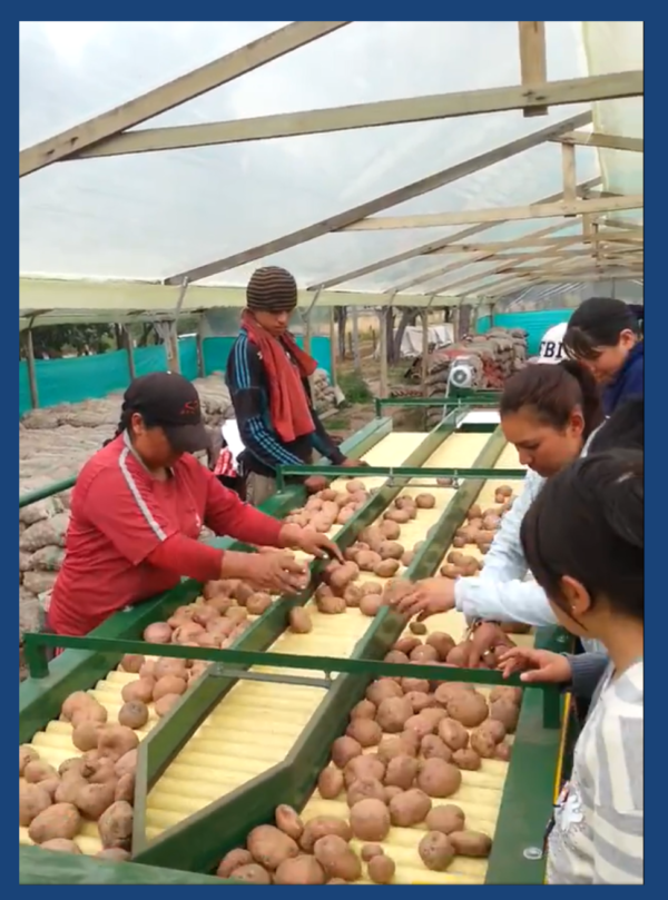 SELECCIONADORA DE PAPA POR DAÑO